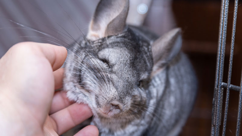 chinchilla